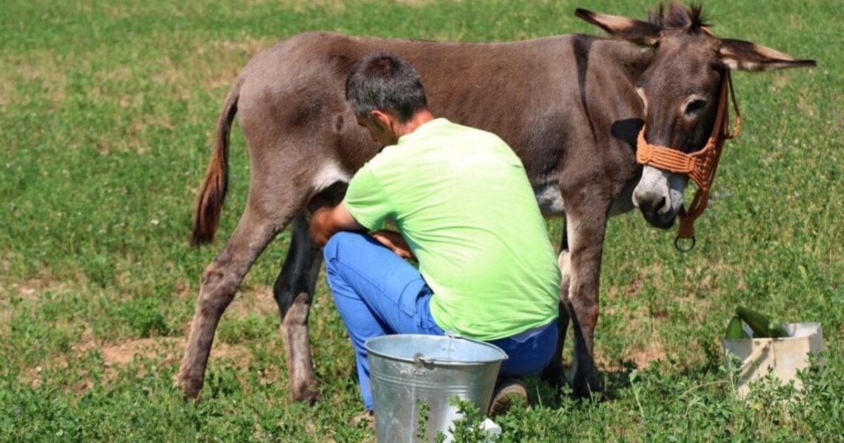 1 Litresi 1.700 TL! Ayda 100 Litre Eşek Sütü Satan 170 Bin TL Kazanıyor